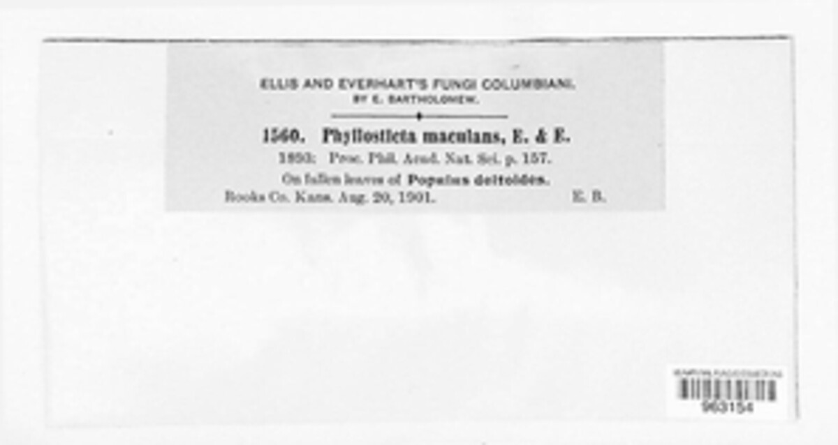 Dothiora maculans image